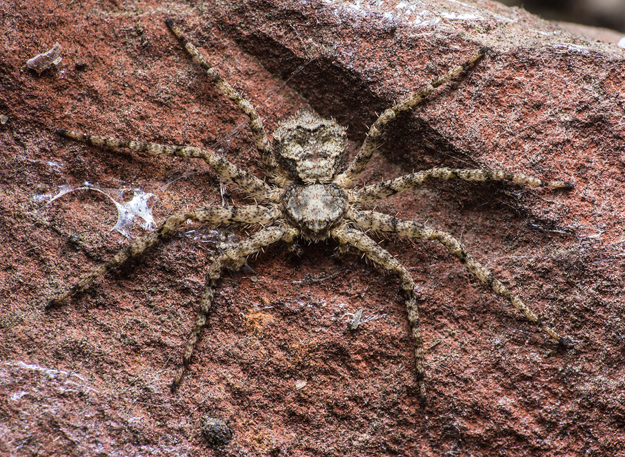 Philodromus margaritatus - bükkfa-fürgekarolópók