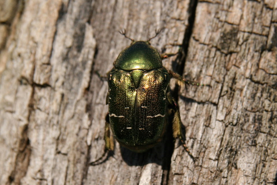 Cetonia aurata - aranyos virágbogár