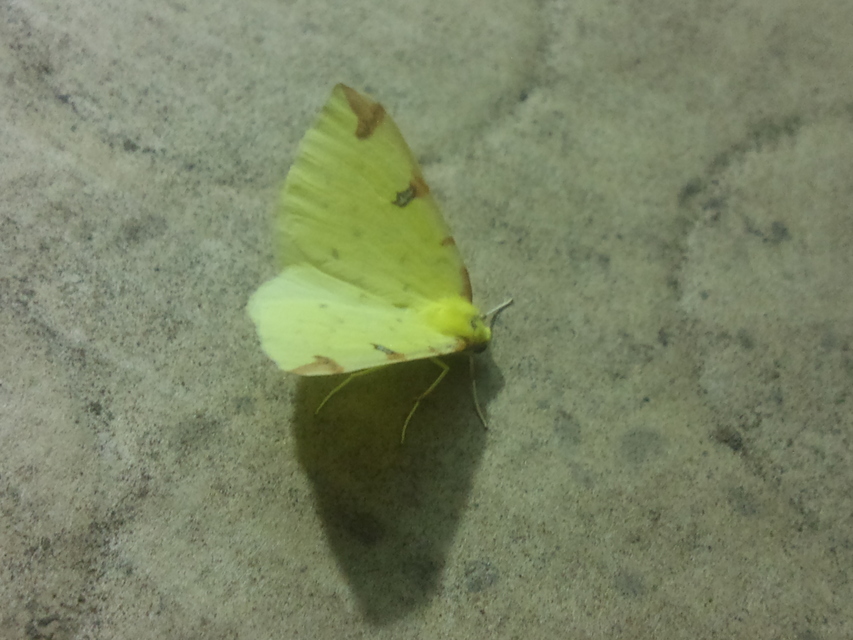 Opisthograptis luteolata - citromsárga araszoló