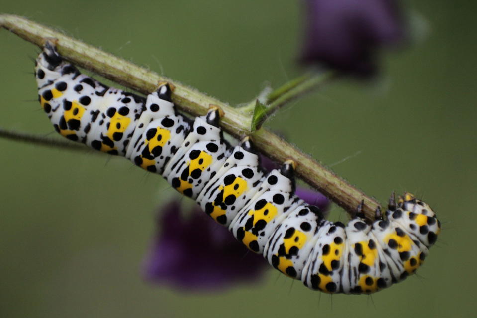 Shargacucullia gozmanyi/scrophulariae/verbasci