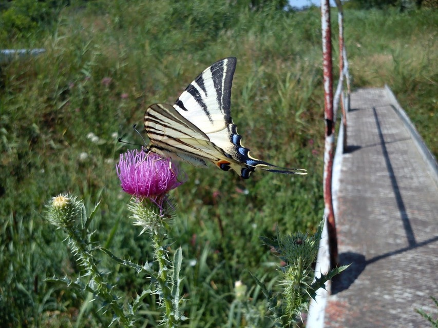 Iphiclides podalirius - kardoslepke