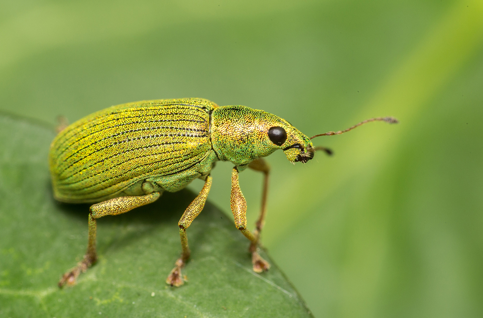 Polydrusus formosus - selymes lombormányos