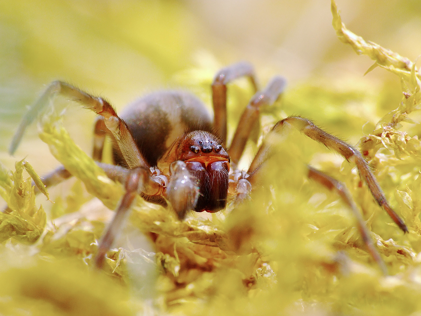 Amaurobius