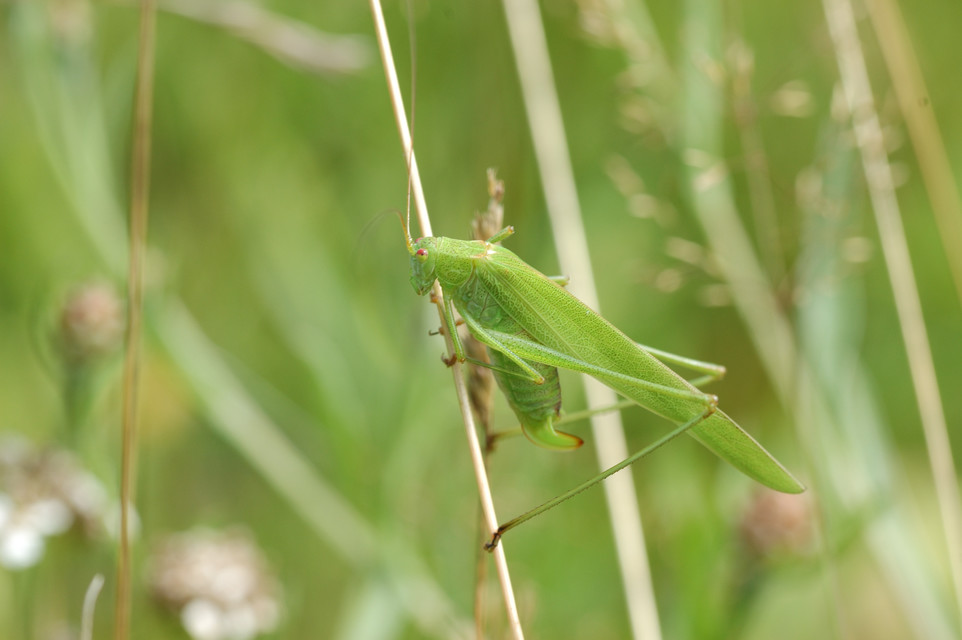 Phaneroptera falcata - zöld repülőszöcske