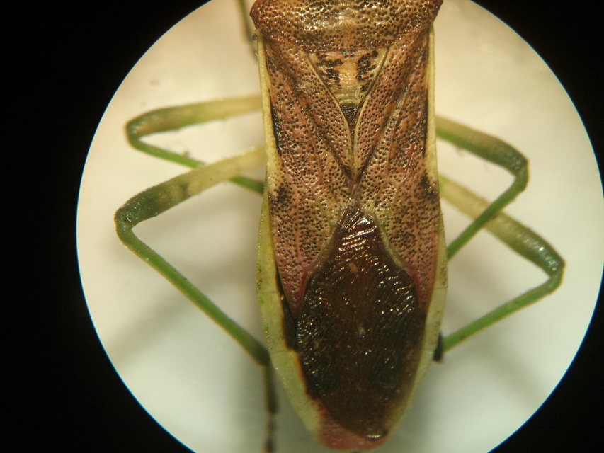 Gonocerus juniperi - boróka-karimáspoloska