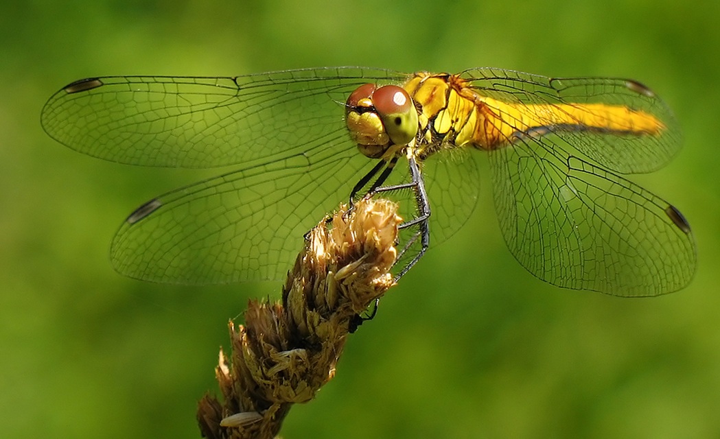 Sympetrum sanguineum - vörös katona-szitakötő