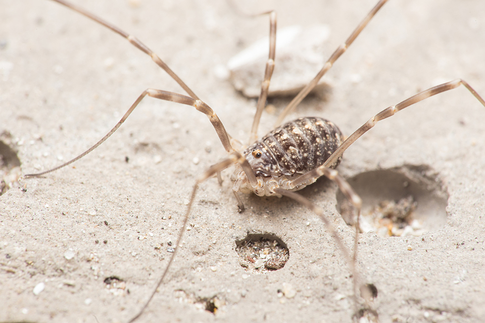 Opilio saxatilis