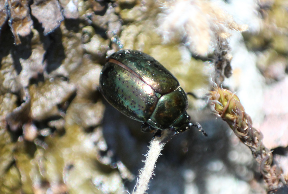 Chrysolina hyperici - zöld orbáncfűlevelész