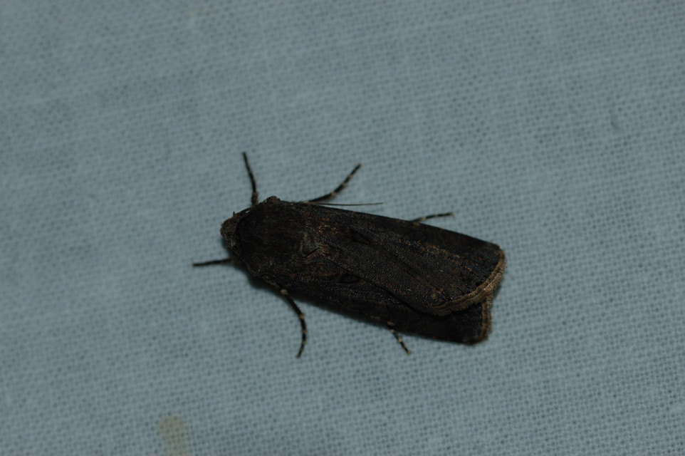 Agrotis exclamationis - felkiáltójeles földibagoly