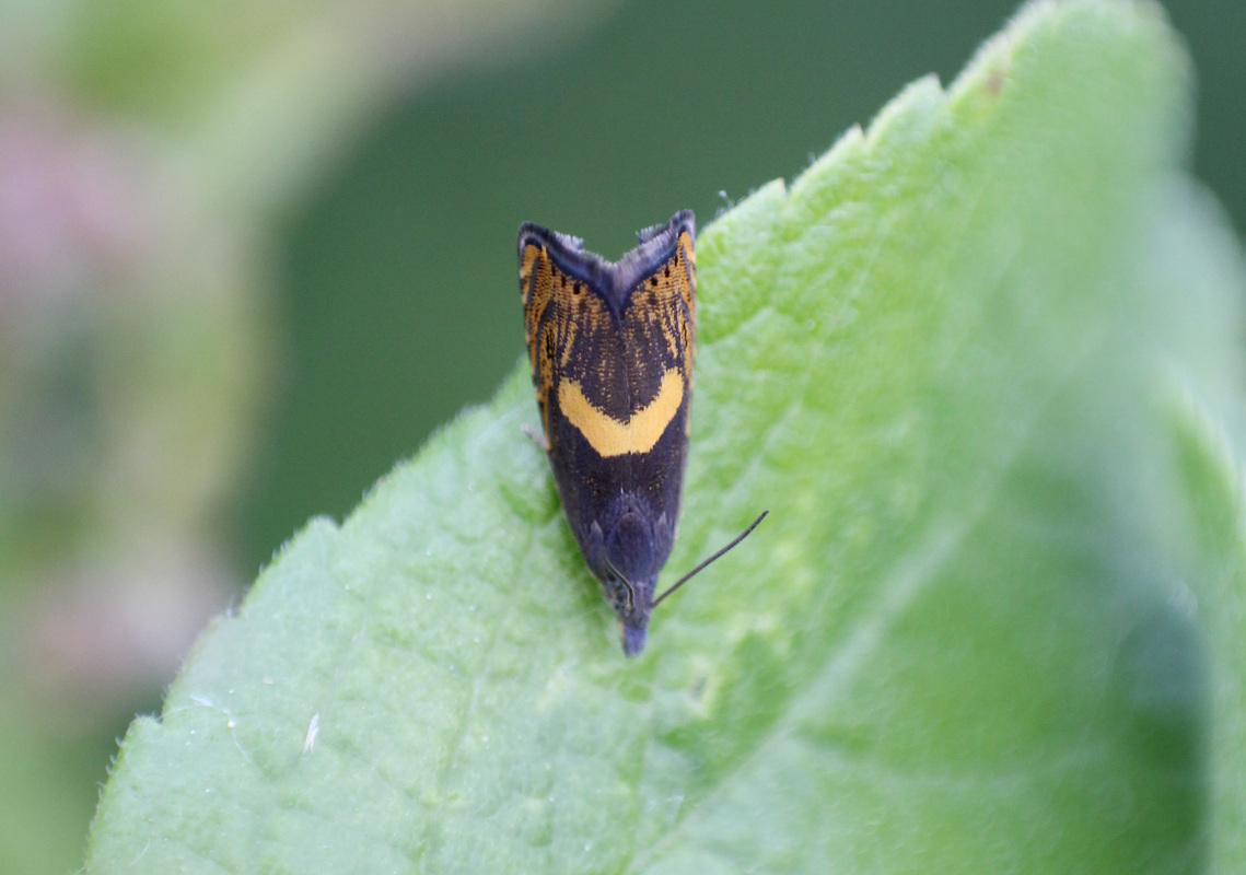 Dichrorampha petiverella - közönséges gyökérfúrómoly