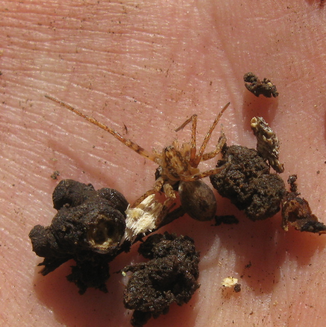 Anyphaena accentuata - jegyespók