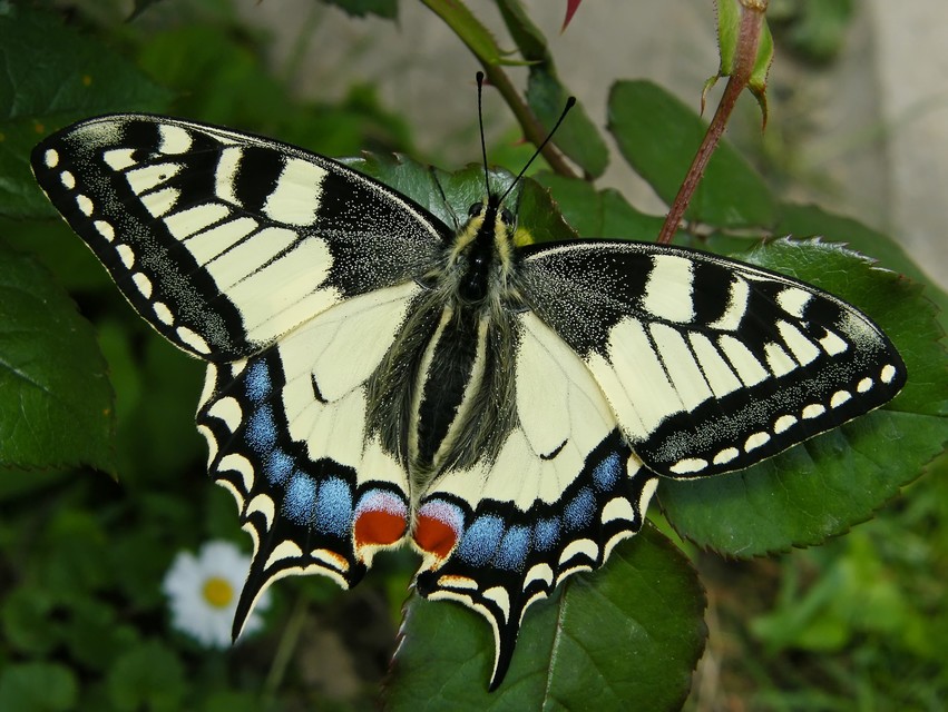 Papilio machaon - fecskefarkú lepke