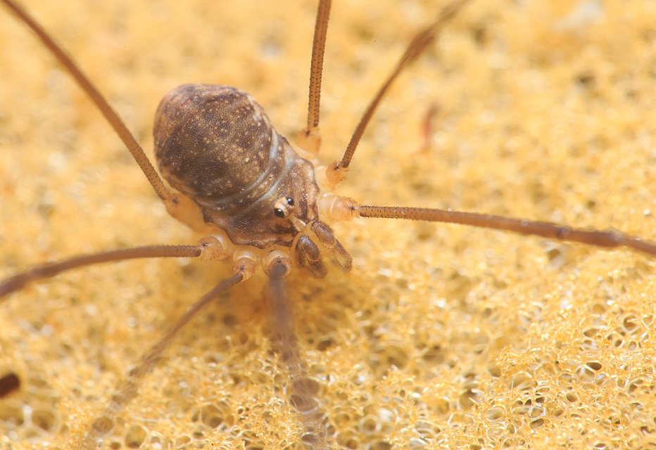 Nelima sempronii