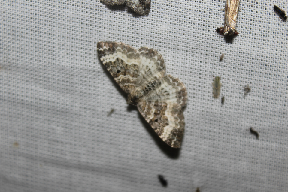 Epirrhoe alternata - galaj-tarkaaraszoló