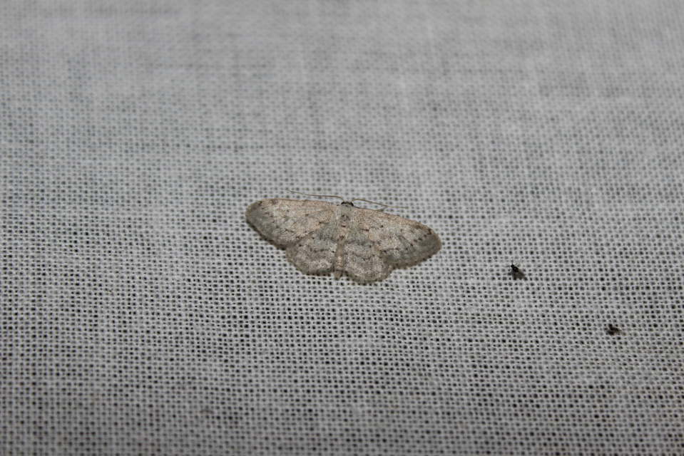 Idaea seriata - szürke apróaraszoló