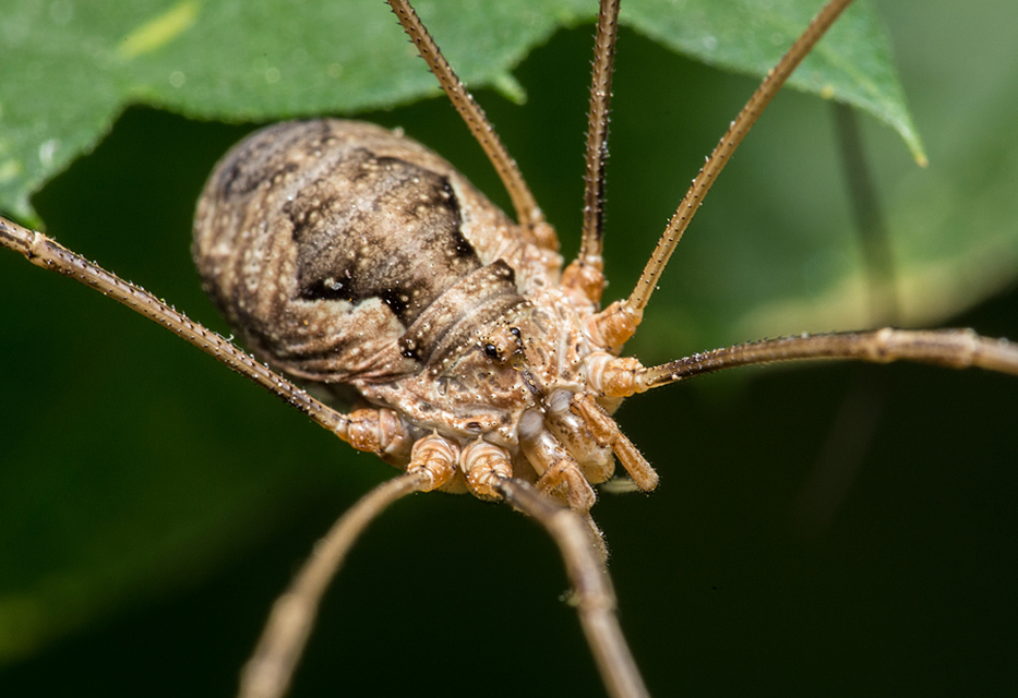 Opiliones - Kaszáspókok