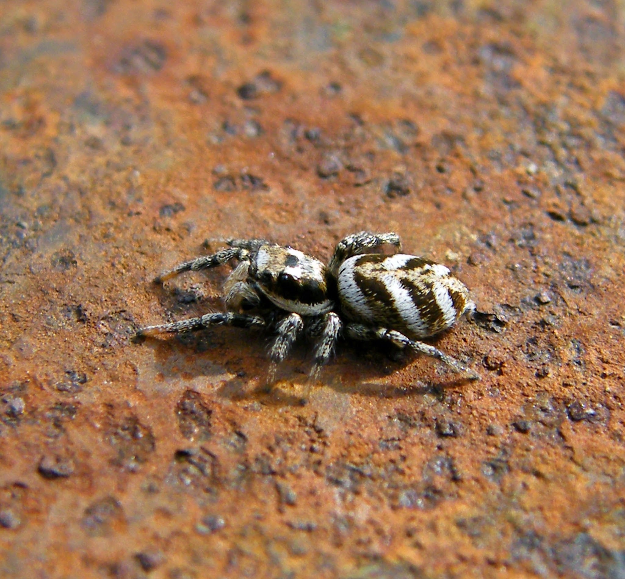 Salticus scenicus - színészpók