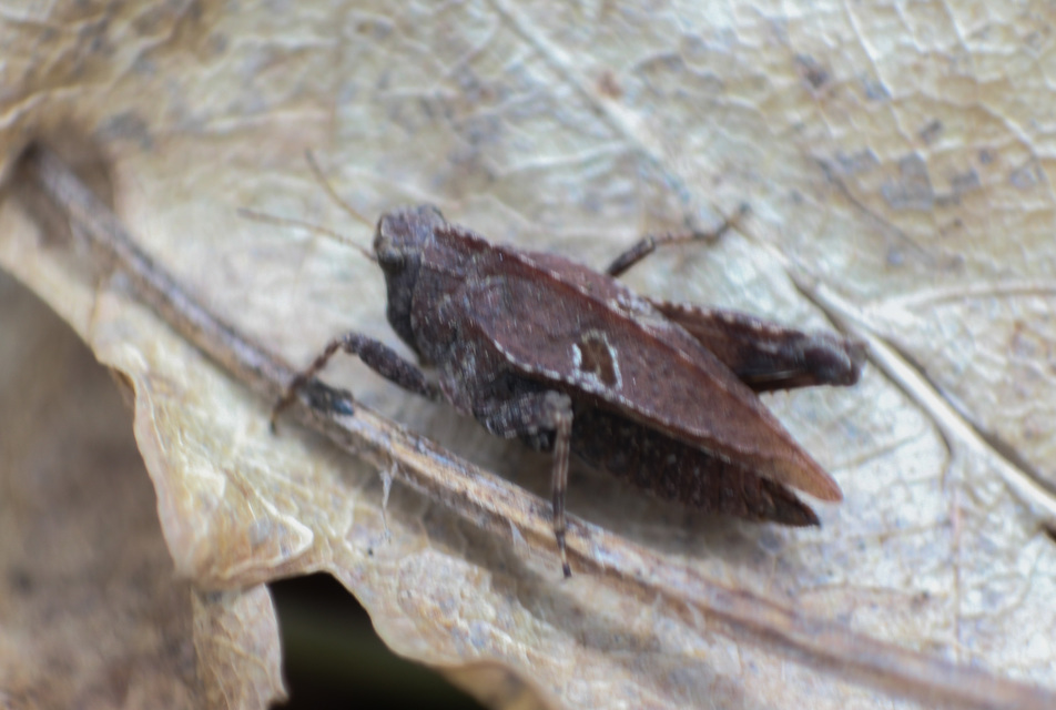 Tetrix tenuicornis - vékonycsápú tövishátúsáska