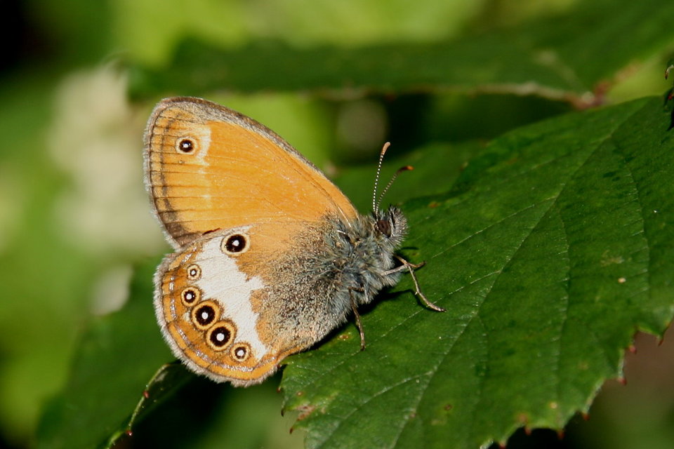 Coenonympha arcania - fehéröves szénalepke