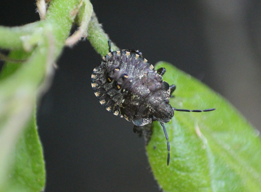Pentatoma rufipes - vöröslábú címerespoloska Pentatoma rufipes - vöröslábú címerespoloska