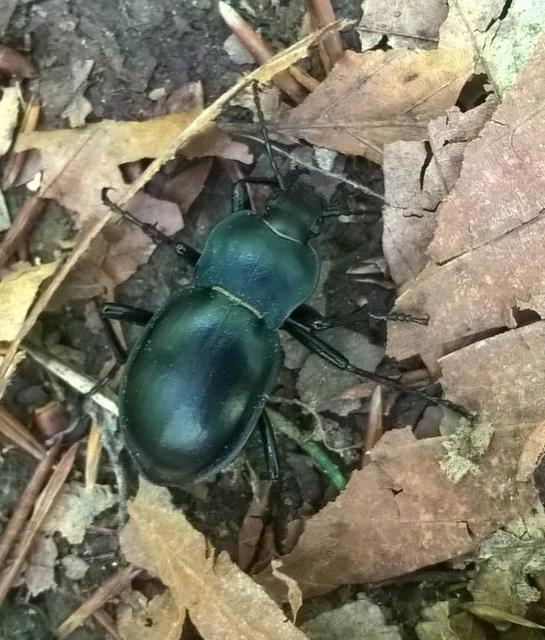 Carabus glabratus - domború futrinka