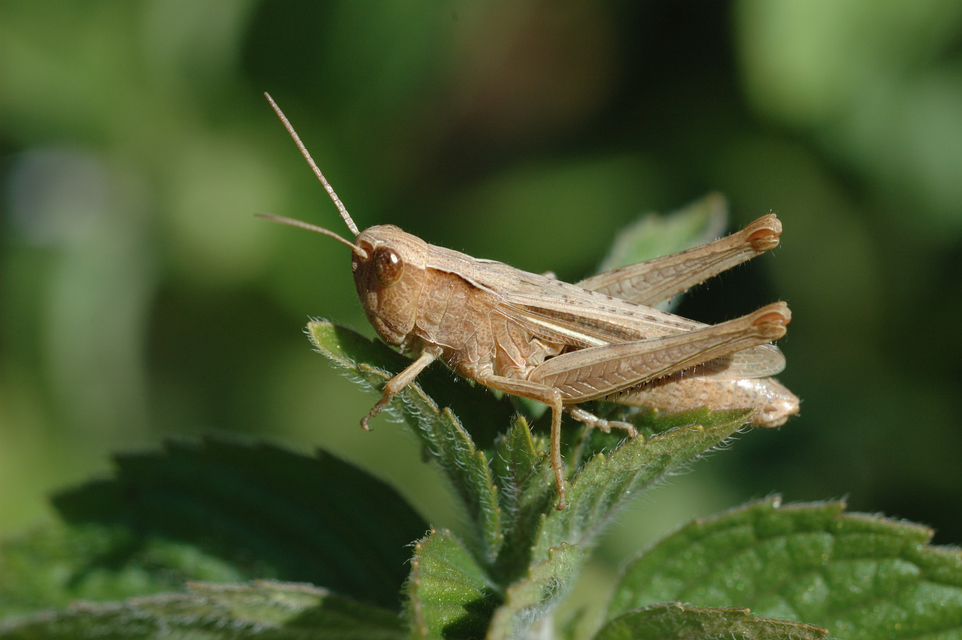 Chorthippus dorsatus - hátas rétisáska