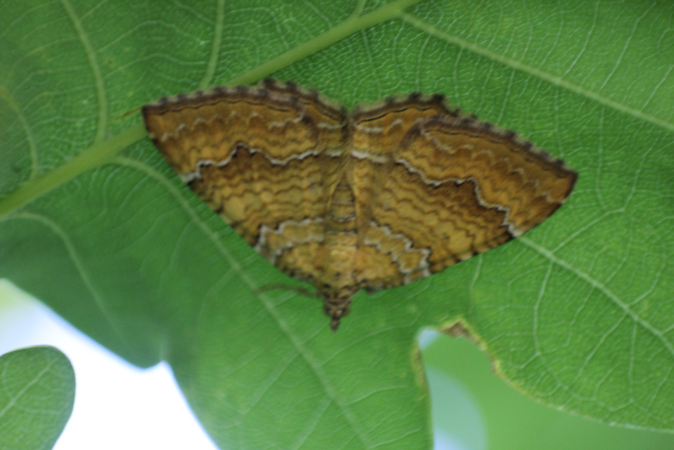 Camptogramma bilineata - kétvonalas sávosaraszoló