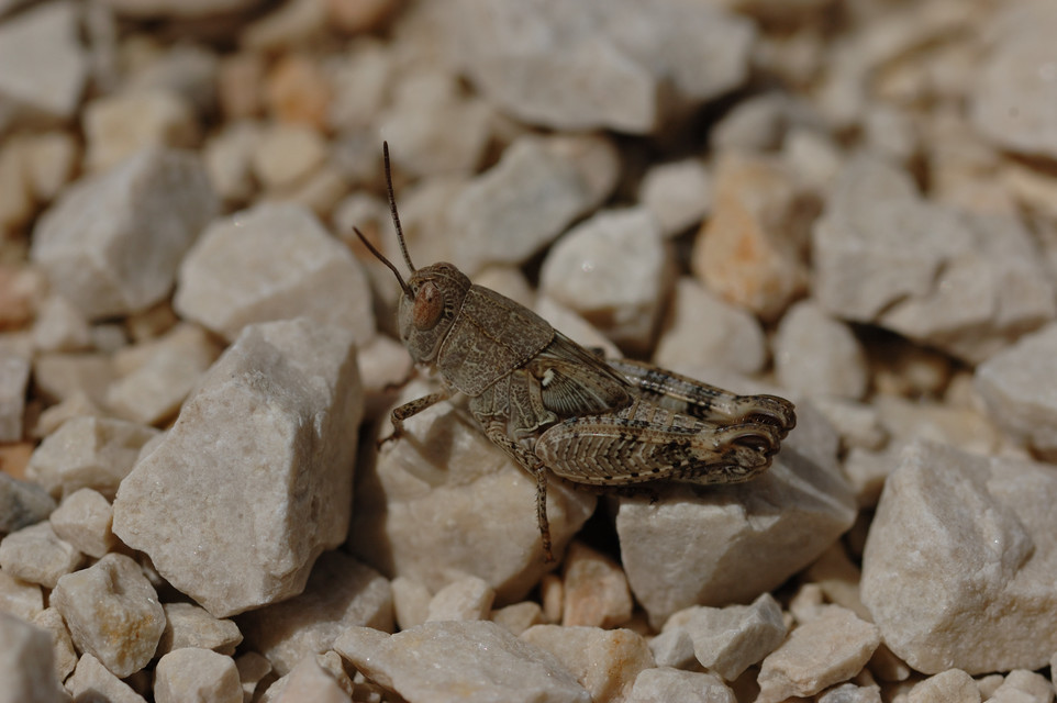 Calliptamus italicus - olaszsáska