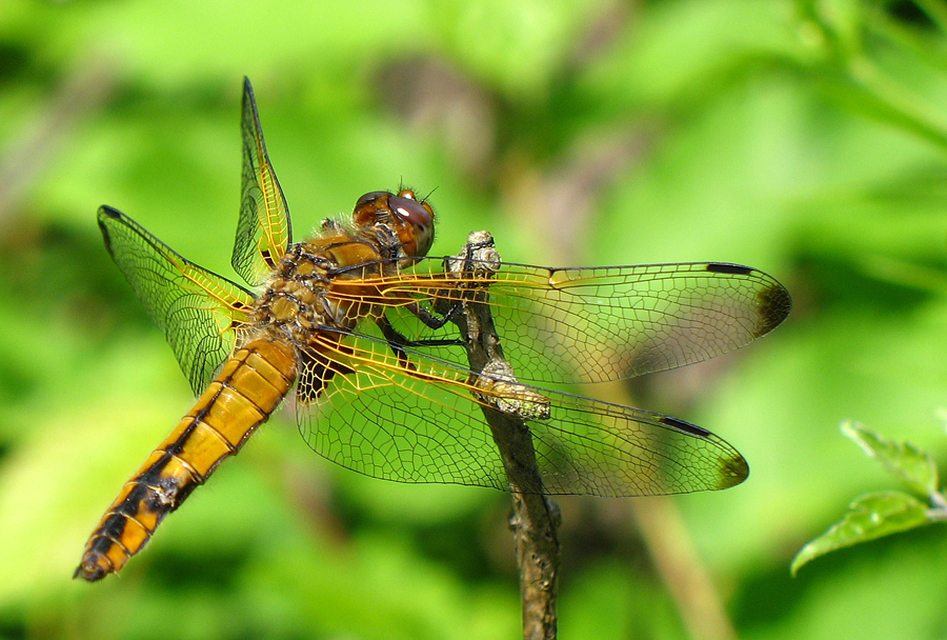 Libellula fulva - kisfoltos laposacsa