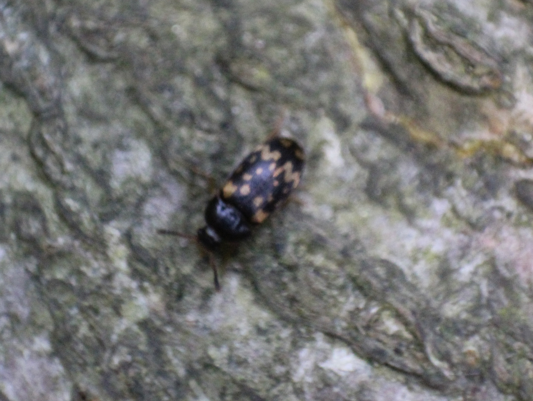 Mycetophagus atomarius - tarka gombabogár