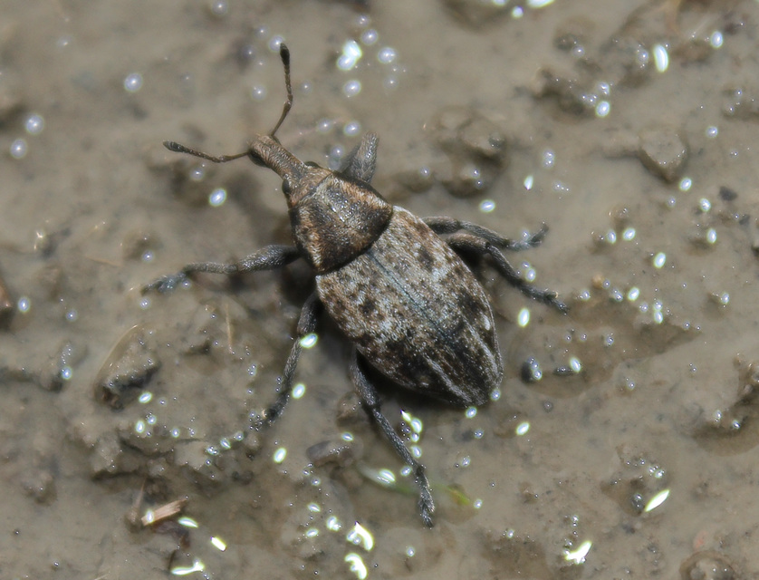 Lepyrus capucinus - pettyes fűzormányos