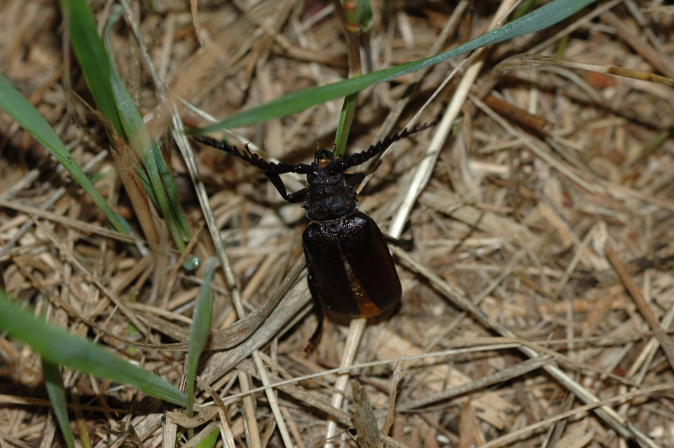 Prionus coriarius - csőszcincér