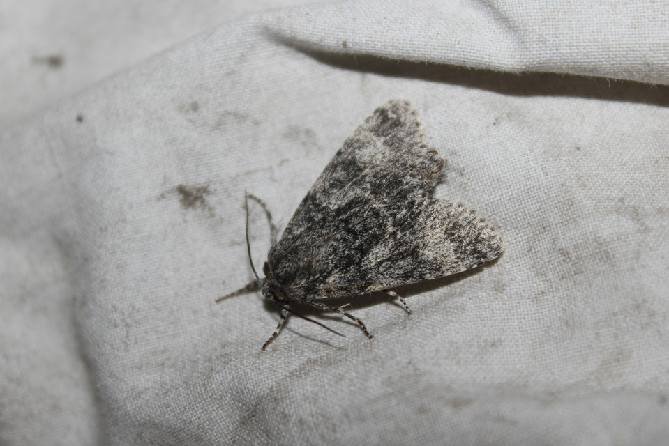 Acronicta megacephala - nagyfejű szigonyosbagoly