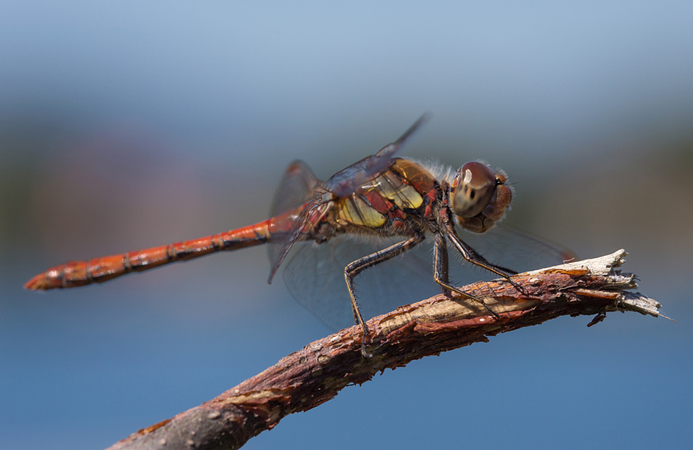 Sympetrum striolatum - harántsávos katona-szitakötő