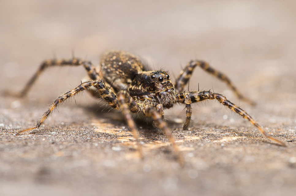 Pardosa