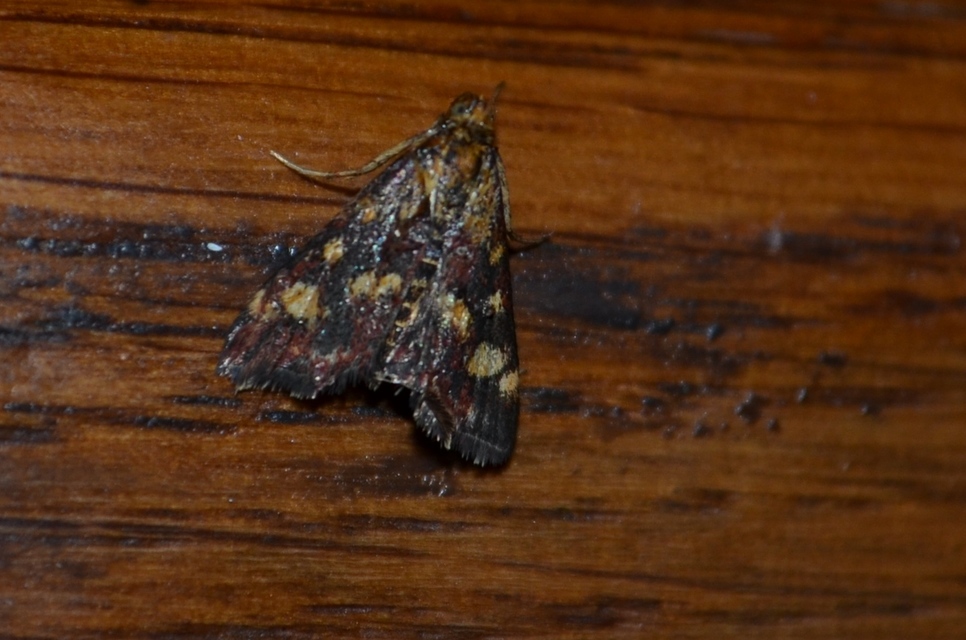 Pyrausta
