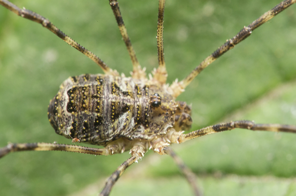 Lacinius dentiger