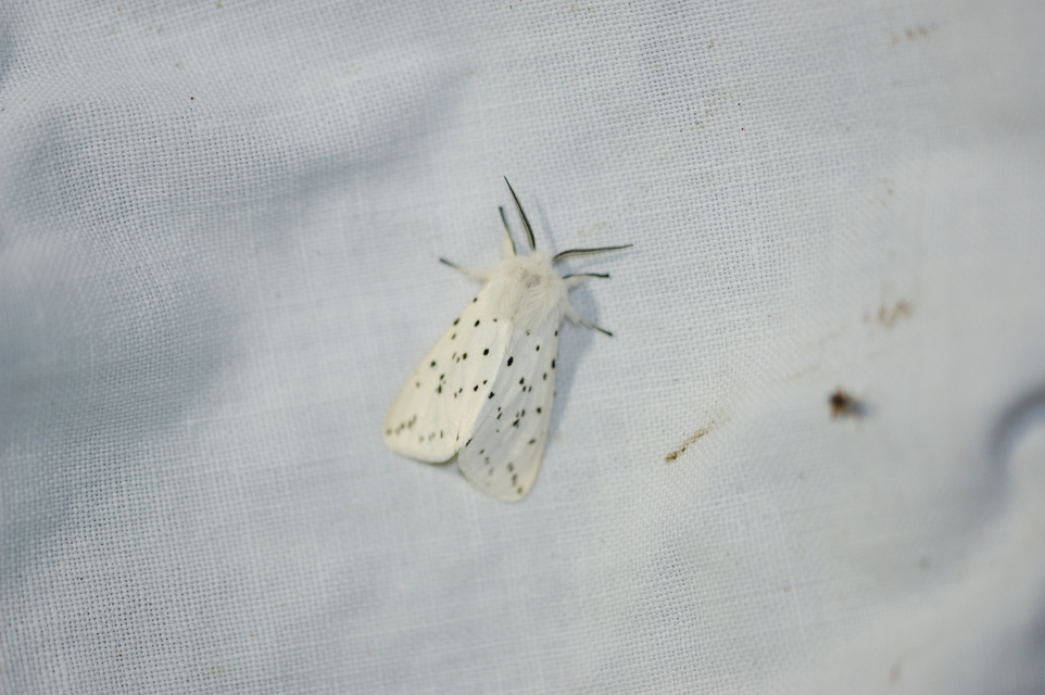 Spilosoma lubricipedum - tejszínű medvelepke
