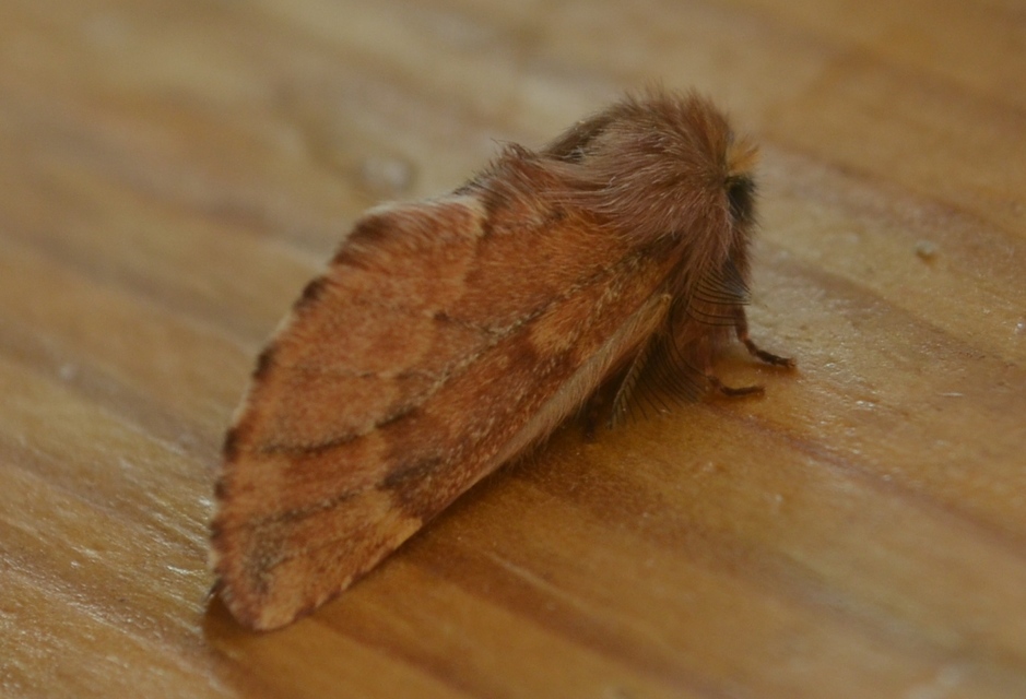 Ptilophora plumigera - tollas púposszövő