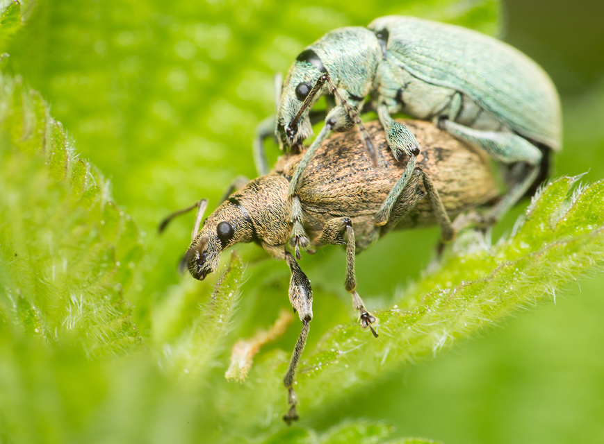 Phyllobius pomaceus - csalán-levélormányos