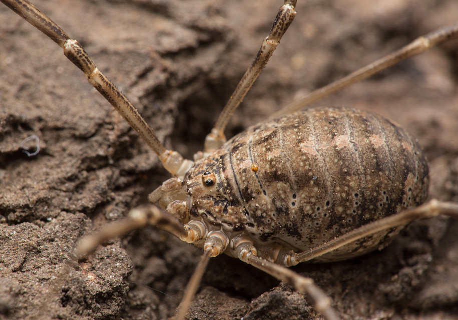 Opilio saxatilis