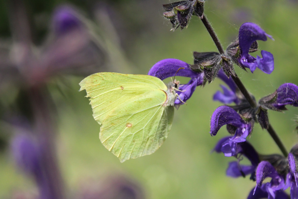 Gonepteryx rhamni - citromlepke