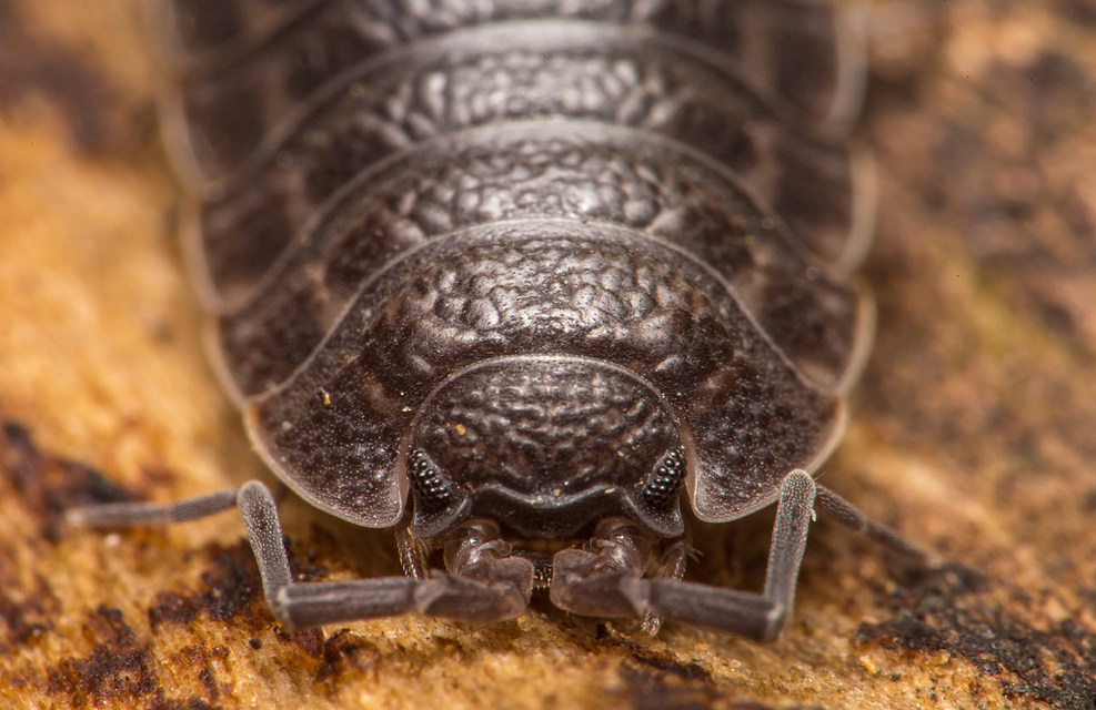 Trachelipus