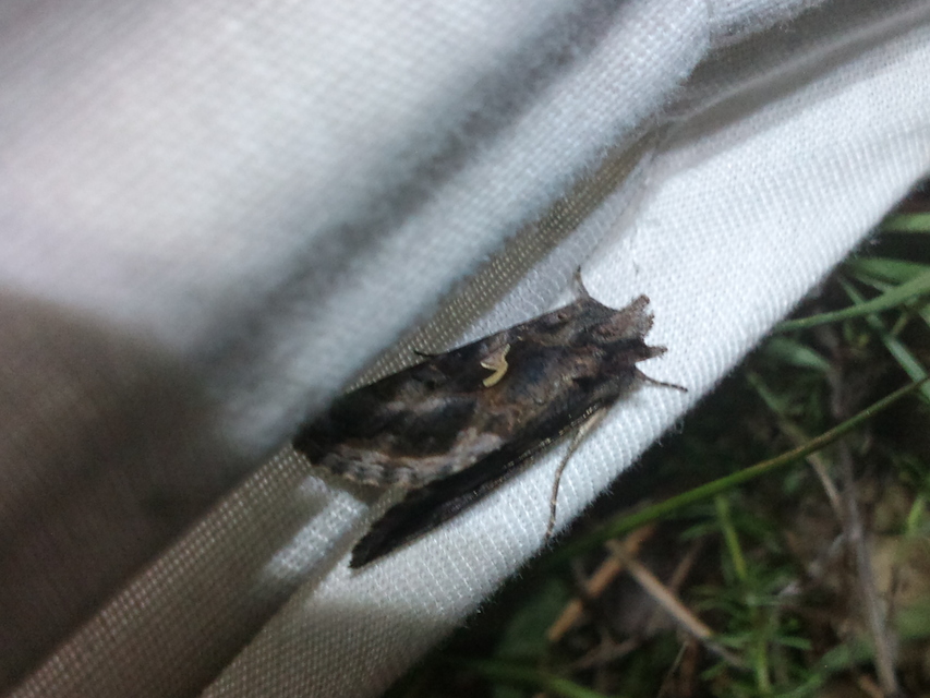 Autographa gamma - gammalepke