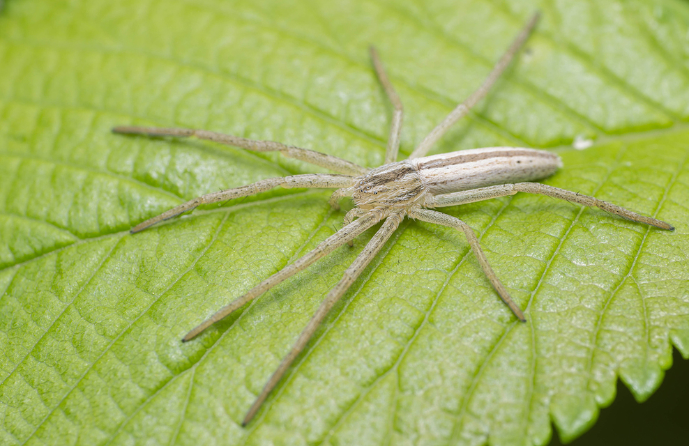 Tibellus