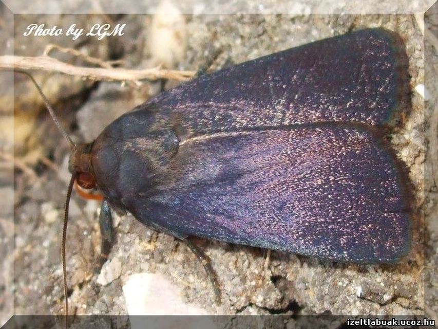 Amphipyra livida - zsírfényű bagoly