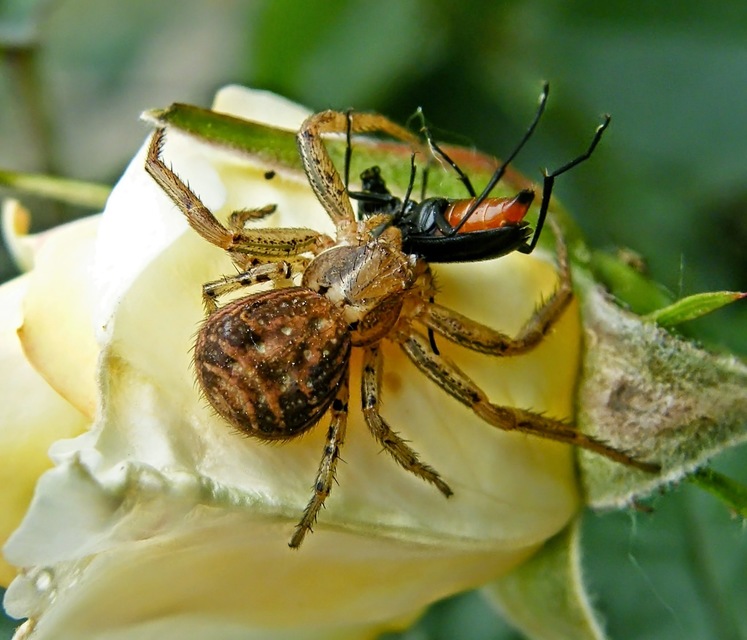 Xysticus