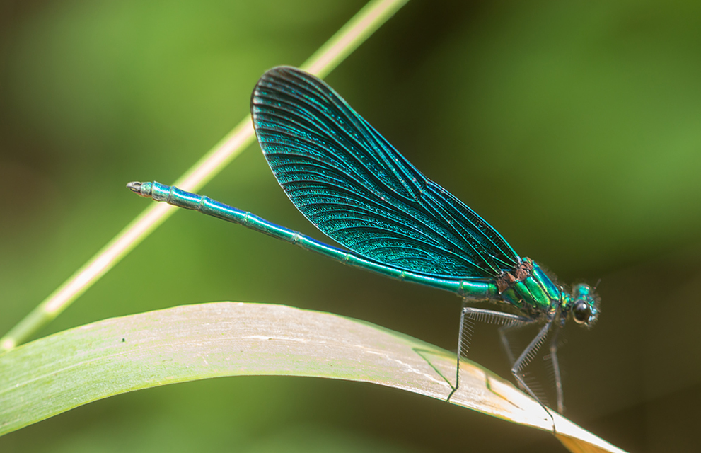 Calopteryx virgo - kisasszony-szitakötő