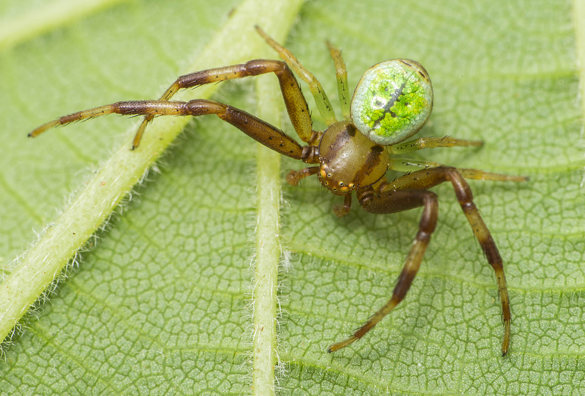Ebrechtella tricuspidata - alakoskodó karolópók