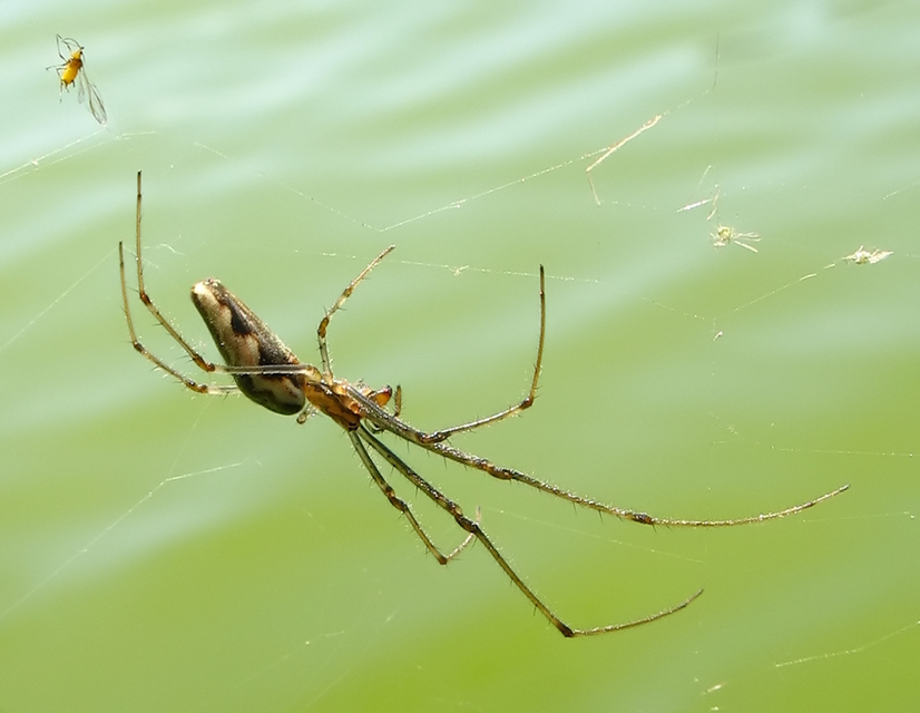 Tetragnatha